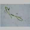 Leaf Cross 40er 02.jpg